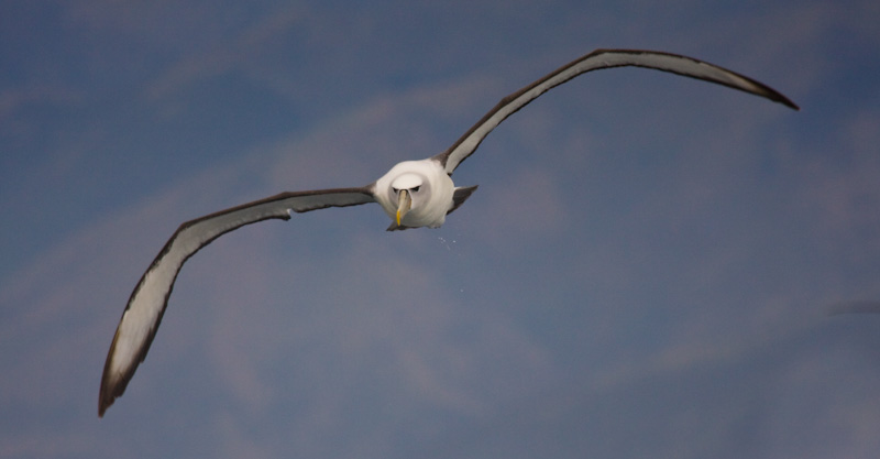 Shy Albatross In Flight